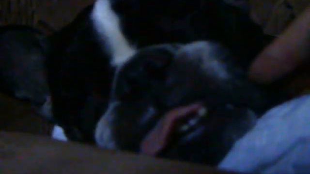 Бульдог Айна дремлет смотреть онлайн