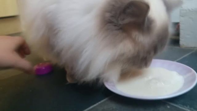 Cute Cat Drinks Milk смотреть онлайн