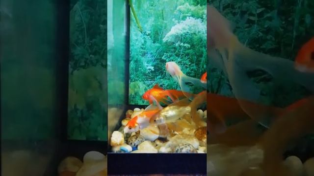 Золотые рыбки едят дольку мандарина смотреть онлайн