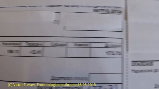 Какие Цены на Коммуналку в Киеве? Цветут Каштаны, Киев Украина 18.05.2015 смотреть онлайн