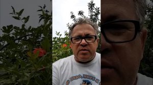 Сохнут листья на голубике. Одна из частых причин.