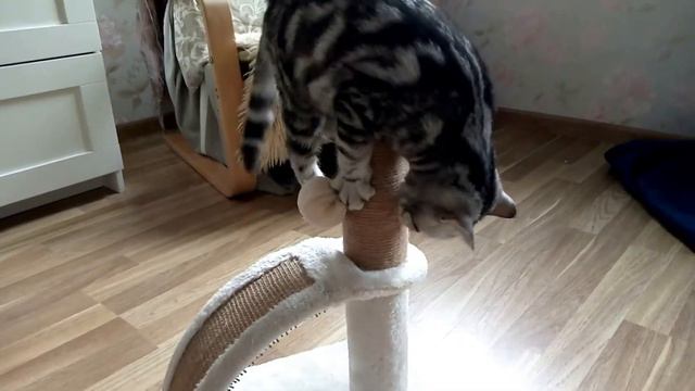 Funny kitten playing/Relaxing video/Смешной котенок играет с когтеточкой смотреть онлайн