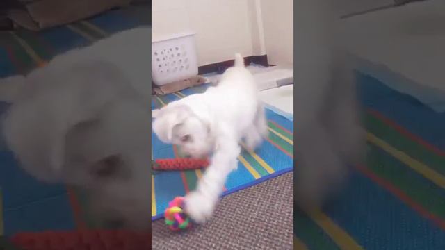 9 weeks old miniature schnauzer Beta bark at new toy! смотреть онлайн