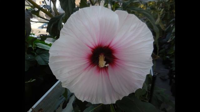 Hibiscus Moscheutos (Seedlings 2020)