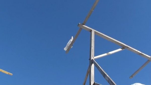 Pigeon.ГОЛУБИ. ПРИУЧАЮ МОЛОДЫХ БАКИНЦЕВ  К КРЫШЕ.