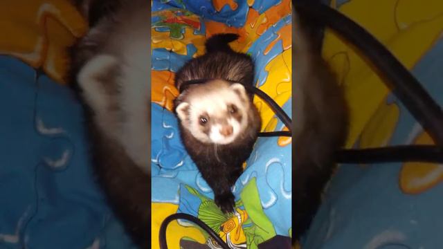 Хорь кашляет