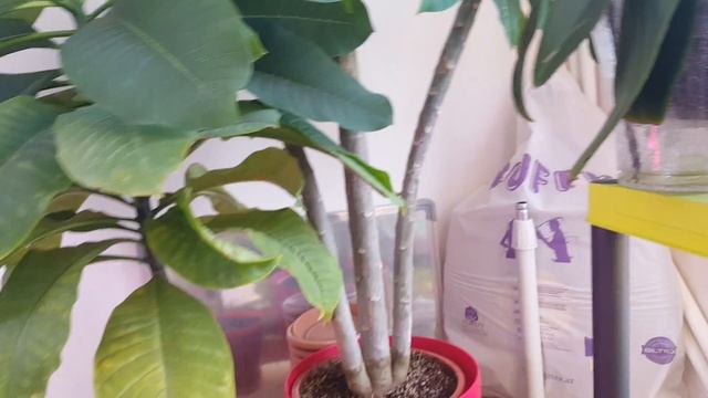 Плюмерия на укоренении открывает цветок! ) смотреть онлайн