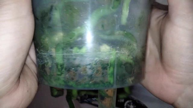 Орхидея фаленопсис Phal. Pink Sunset Girl бабочка. смотреть онлайн