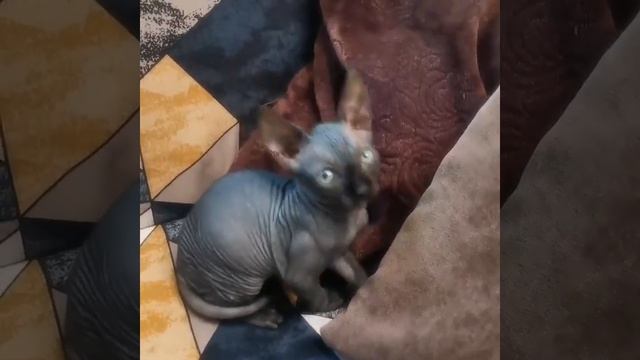 Котенок черного сфинкса(2) смотреть онлайн