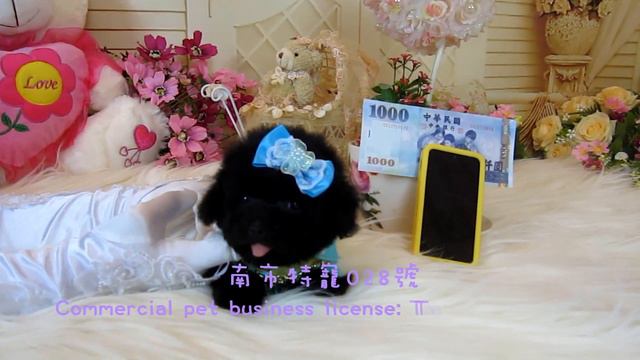 Teacup Poodle #076 - Tiny Toy Poodle Teacup Poodle Pocket Teacup Poodle