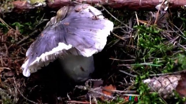 Повезло найти рядовки серые настоящие смотреть онлайн