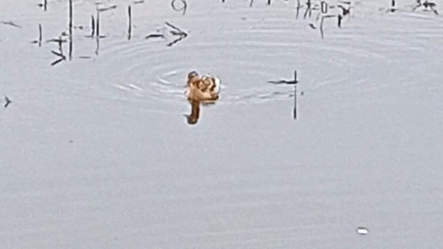 Утка и селезень. Город Реж Свердловской области. Наш районный парк. смотреть онлайн