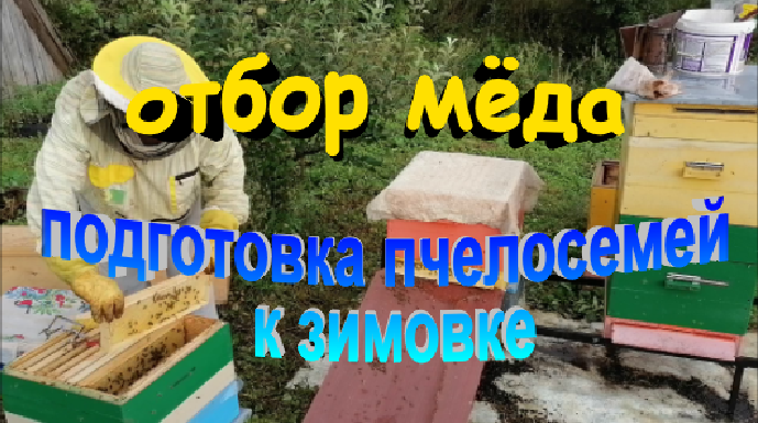 Отбор меда. Важные процедуры при подготовке пчел к зимовке. Результат по мёду. смотреть онлайн