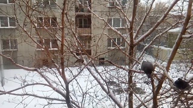 Голуби и сверистели. Каждый день радуют детей возле окна.... смотреть онлайн