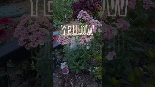 Yellow Orchid Phlox смотреть онлайн