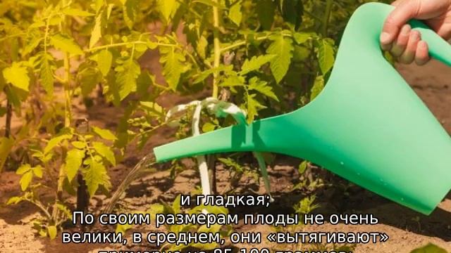 Томат Французский гроздевой смотреть онлайн