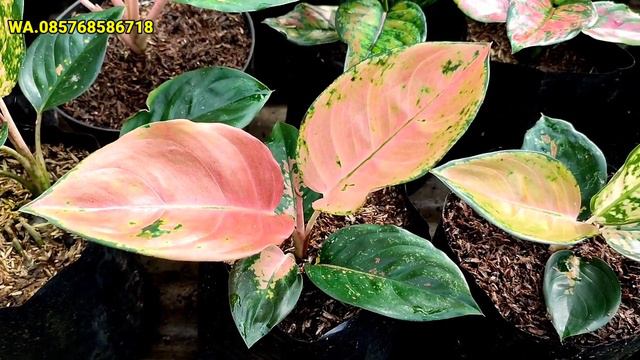 TANAMAN HIAS AGLONEMA MURAH смотреть онлайн
