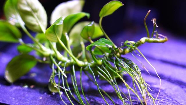 Awesome Aquarium Planting Hacks Using a Net Pot! смотреть онлайн