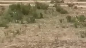 СУМАСШЕДШАЯ АТАКА БОРОДАВОЧНИКА НА ЛЬВА! Бородавочник Против Львов, Гепарда, Леопарда, Гиен