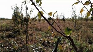 Обрезка молодой сливы. Формировка молодой сливы веретеном. Формирующая обрезка сливы осенью.