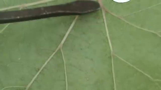 Виноград Вредители Трипсы смотреть онлайн