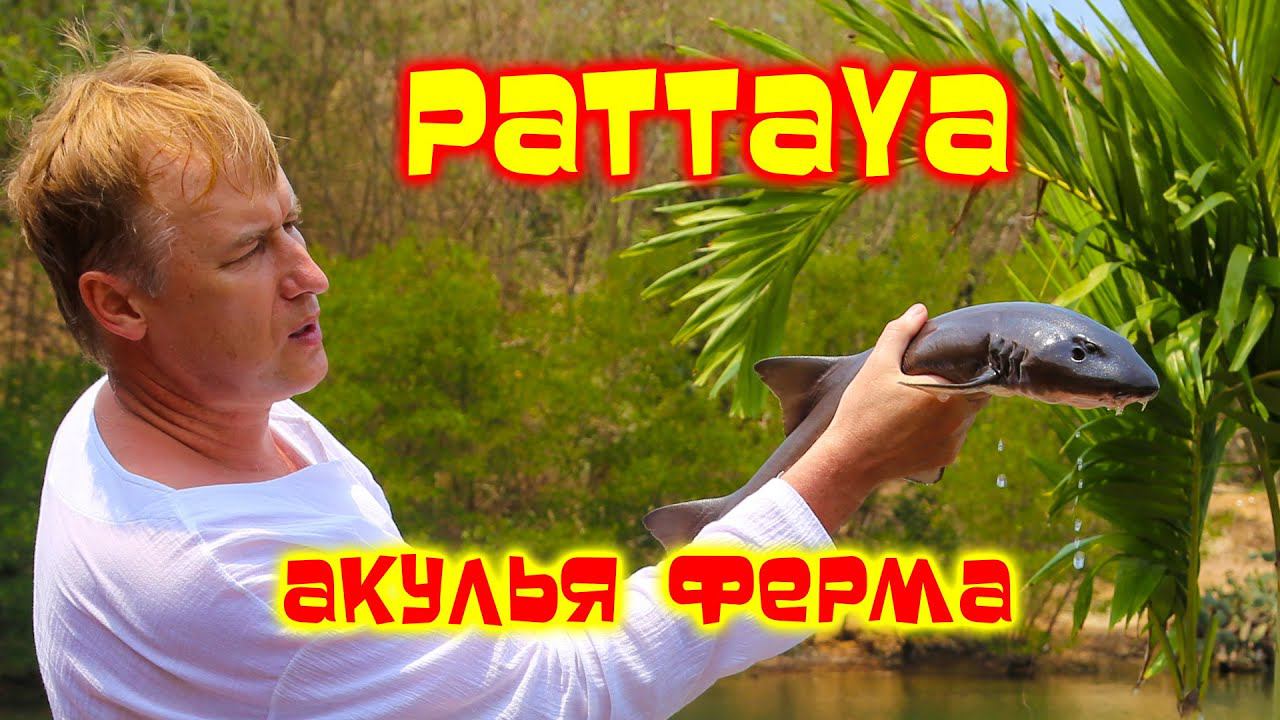 PATTAYA АКУЛЬЯ ФЕРМА The Sanctuary of Truth смотреть онлайн