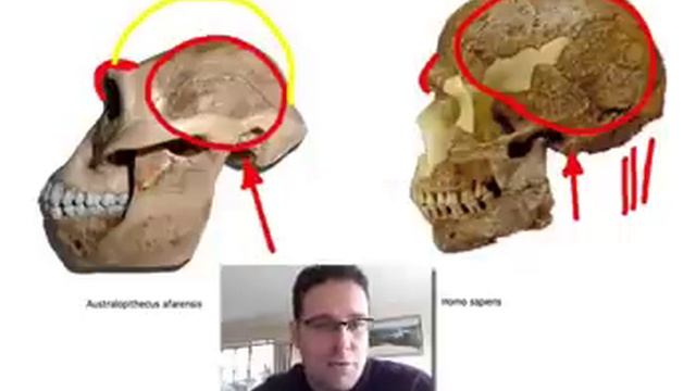 Skullcast: Comparison Of Hominin Skulls