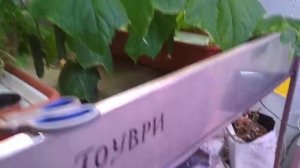 Выращивание огурцов зимой. Очень простой способ.