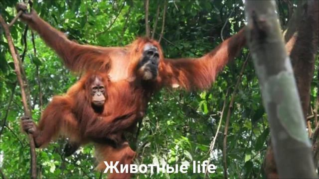 СУМАТРАНСКИЙ ОРАНГУТАН?/Животные life/Приматы/Животные/Интересные факты смотреть онлайн