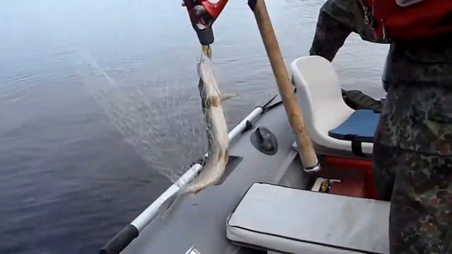 Щука на Ловати ловится!