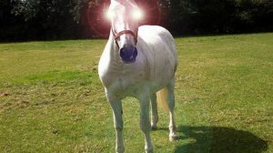 Звуки Телеги По Неровной Дороге.mp4