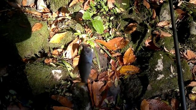 Рыбалка 7. Ловим форель и чернопуза. Fishing. Angling. Отдых. Зимняя рыбалка смотреть онлайн