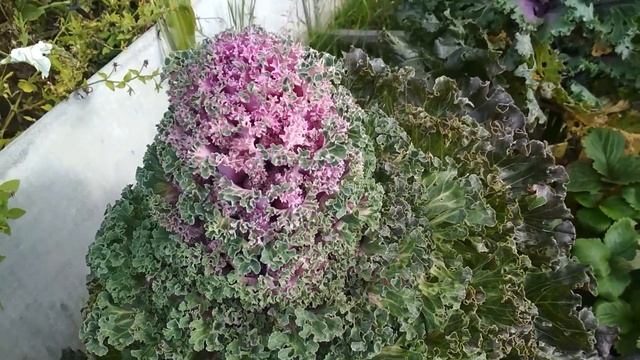 Что еще цветет в сентябре смотреть онлайн