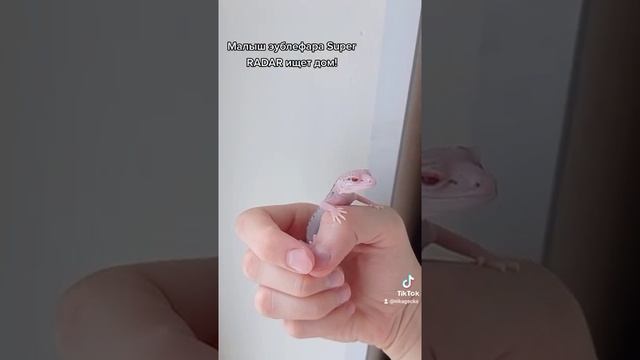 Эублефар Super RADAR продажа смотреть онлайн