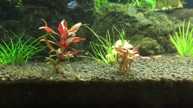 Альтернантера мини Alternanthera reineckii Mini смотреть онлайн