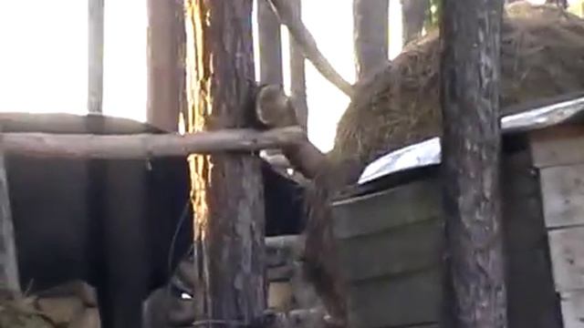 самодельный трактор в хозяйстве. смотреть онлайн