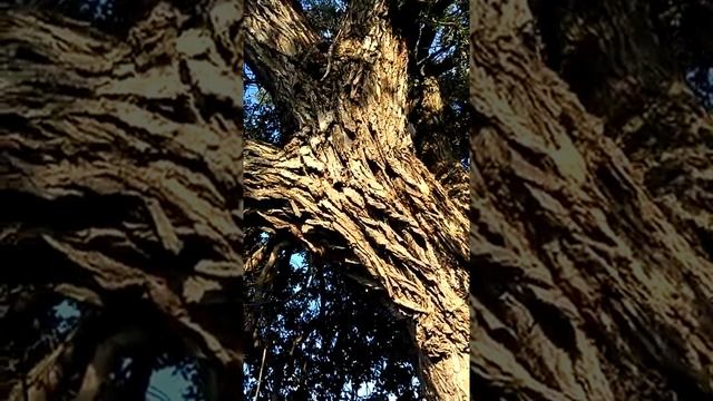 Сонник Большое дерево во снах.mp4 смотреть онлайн