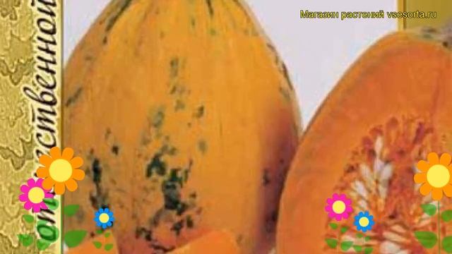 Тыква Грибовская кустовая 189. Краткий обзор, описание характеристик Gribovskaya kustovaya 189 смотреть онлайн