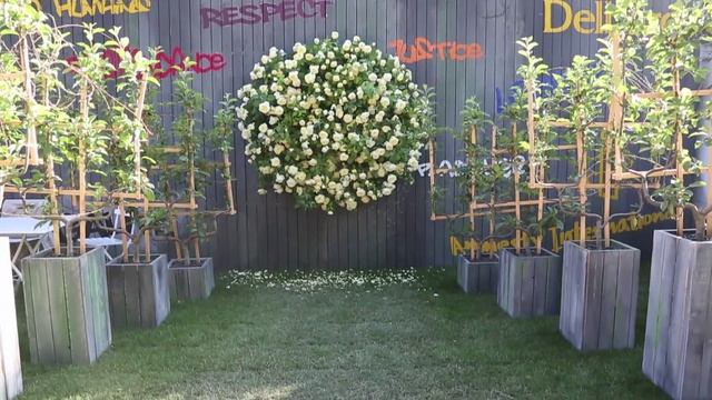 La rose Amnesty International® - Pépinières et Roseraies Georges Delbard смотреть онлайн