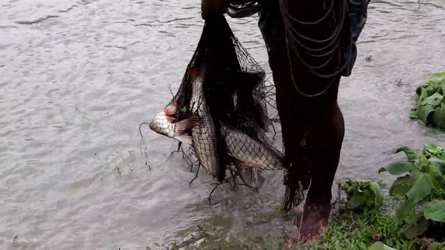 Net Fishing | Amazing Traditional Cast Net Fishing | Life Man Catching many fish in Village by Net смотреть онлайн