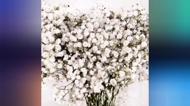 ТОП 25 многолетников для Вашего сада /TOP 25 perennials for your garden смотреть онлайн