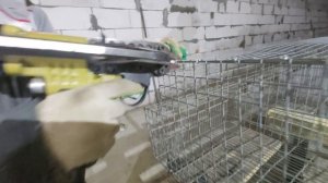 Кролики как бизнес с Вовкой Сибиряком!!!