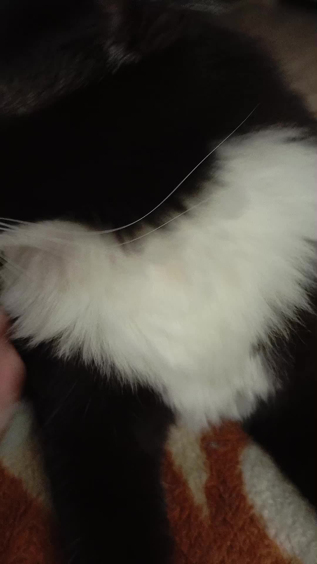 котики смотреть онлайн