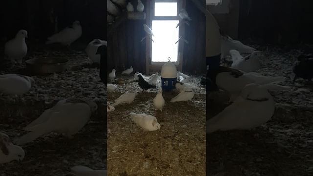 голуби в деревне смотреть онлайн