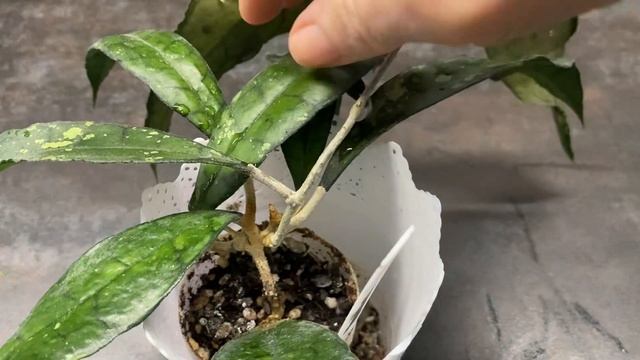 Хойя финлаисонии 317( Hoya finlaisonii 317). Преображение. смотреть онлайн