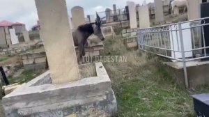 Лошади ходят по кладбищу , как бесхозные и испражняются на могилы  ТУТ ДАГЕСТАН