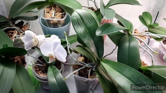 Орхидеи! Сого Лоуренс и Сого Релекс (26.01.22г.) смотреть онлайн