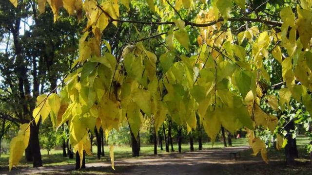 не спеши листопад... смотреть онлайн