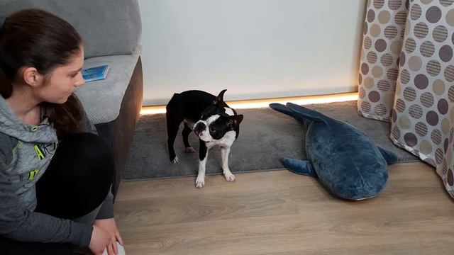 С чего начинать воспитание щенка/делимся своим опытом