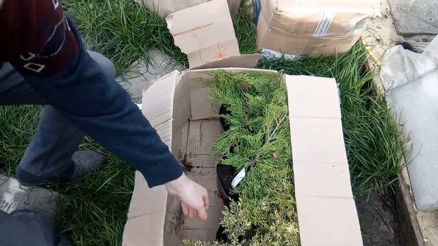 Планування клумби на ділянці та розпаковка посилок з декоративними рослинами. Україна смотреть онлайн